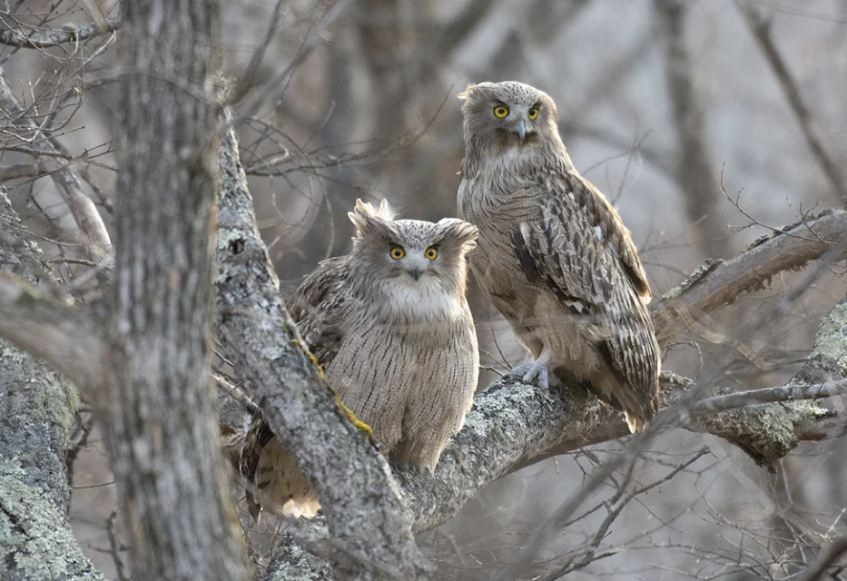 Ревизия материковой популяции рыбного филина в Приморском крае