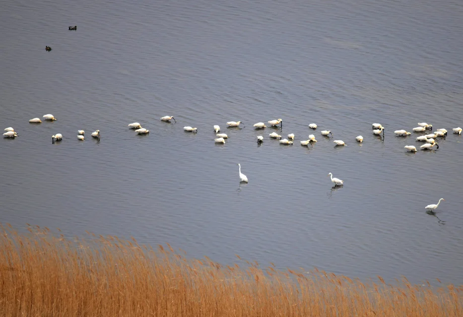 Tumen River Wetlands