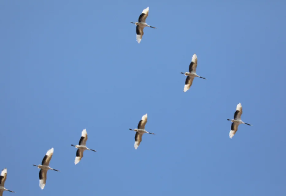Cranes